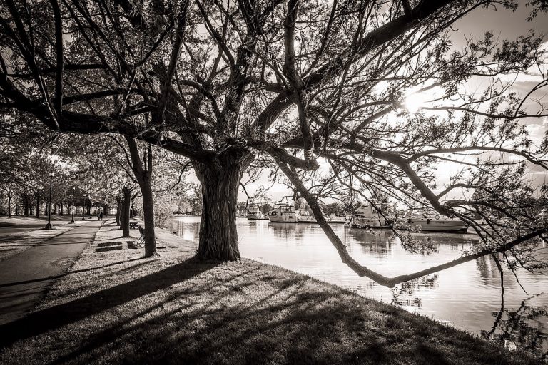 Grayscale vs Black and White vs Monochrome the Difference Explained